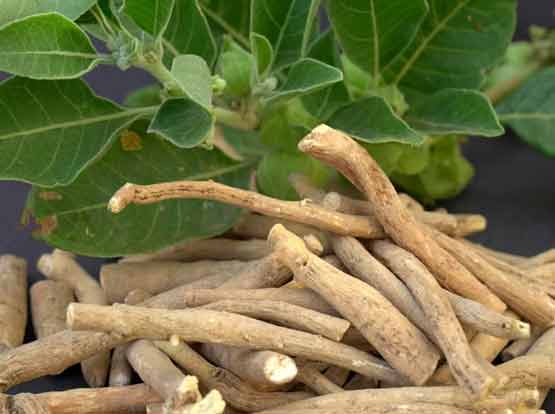 Ashwagandha (Withania somnifera)