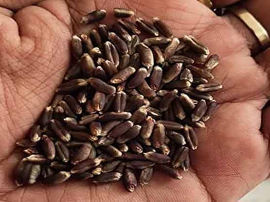 Black Wheat