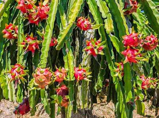 Dragon Fruit Plant