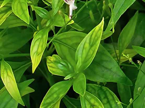 Kalmegh (Andrographis Paniculata)