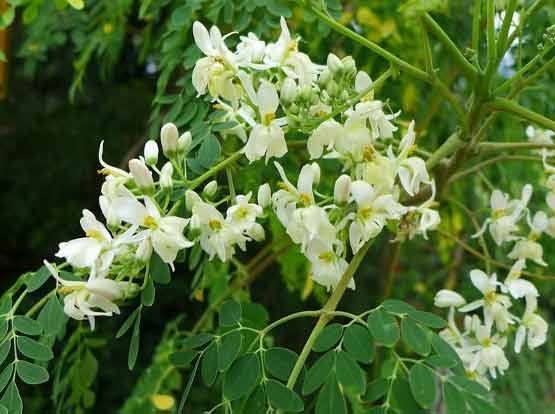 Sahjana (Moringa Oleifera)