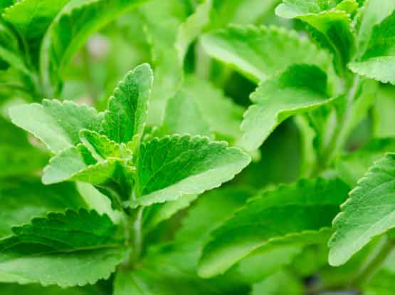 Stevia (Stevia Rebaudiana)