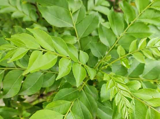 Curry Patta (Murraya Koenigii)