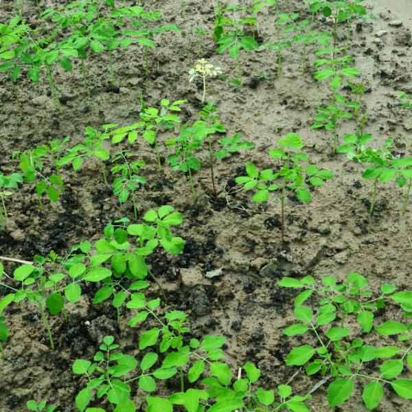 REGENERATING FARMING