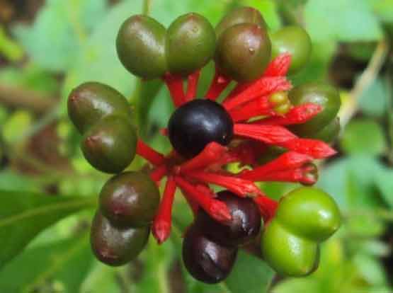 Sarpagandha (Rauwolfia Serpentina)